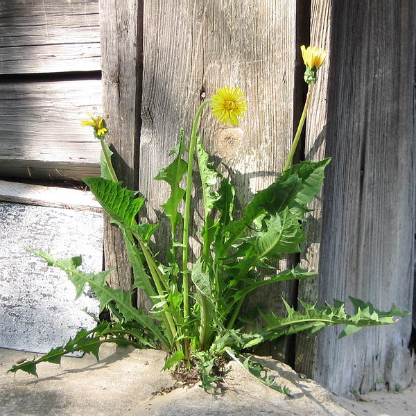 Изображение особи Taraxacum officinale.