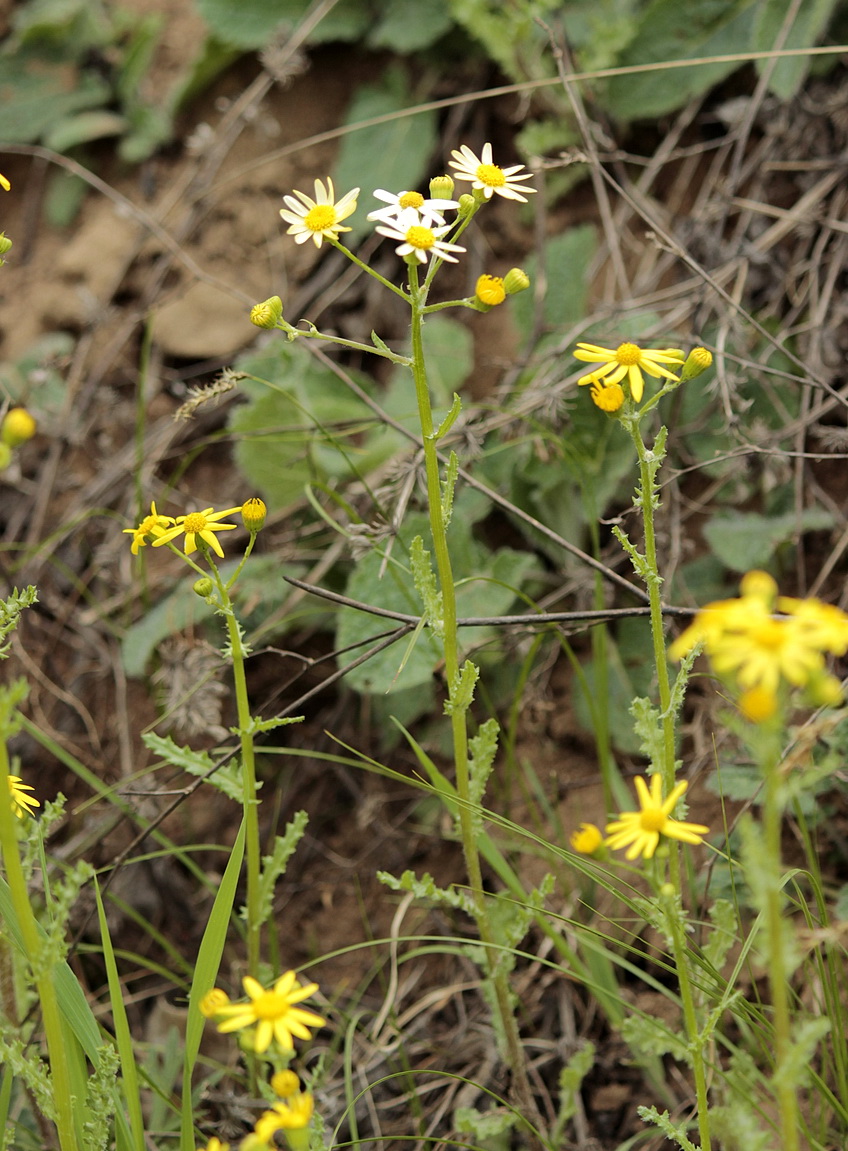 Image of Senecio vernalis specimen.