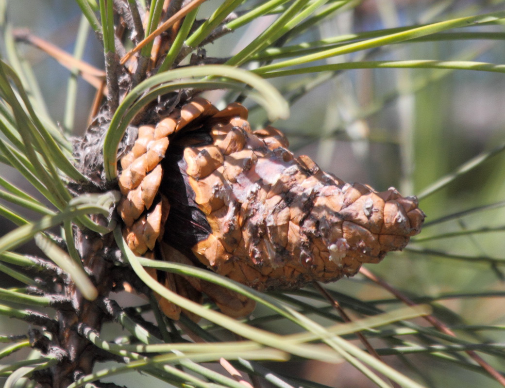 Image of genus Pinus specimen.