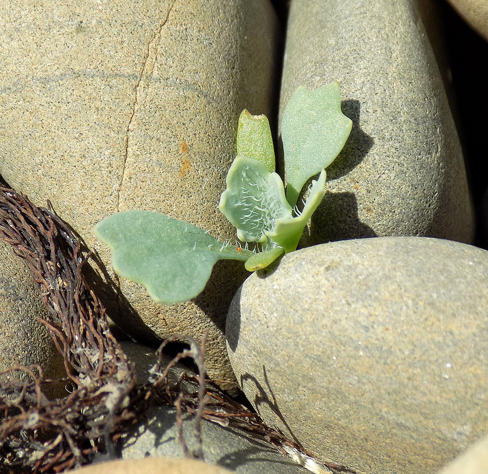 Image of Glaucium flavum specimen.