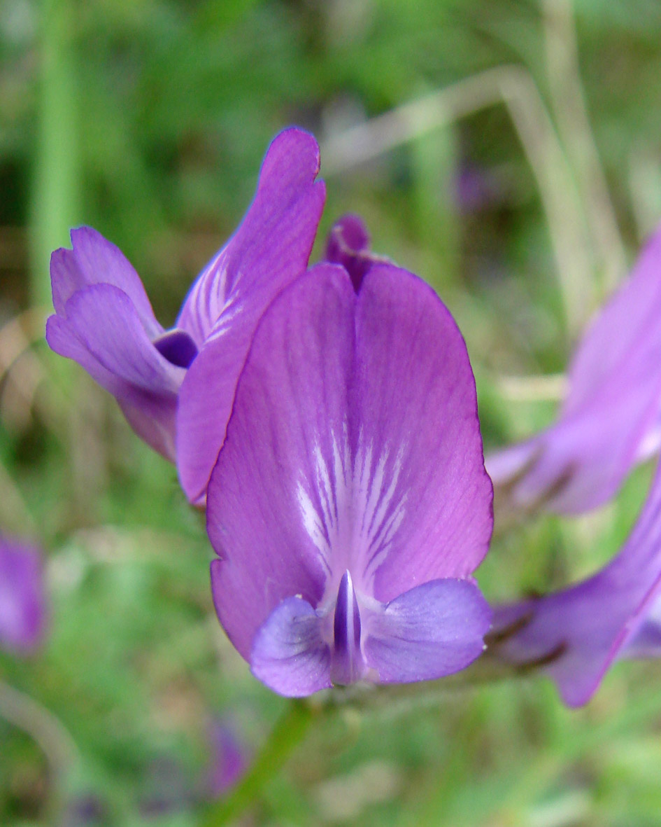 Image of Astragalus suffruticosus specimen.