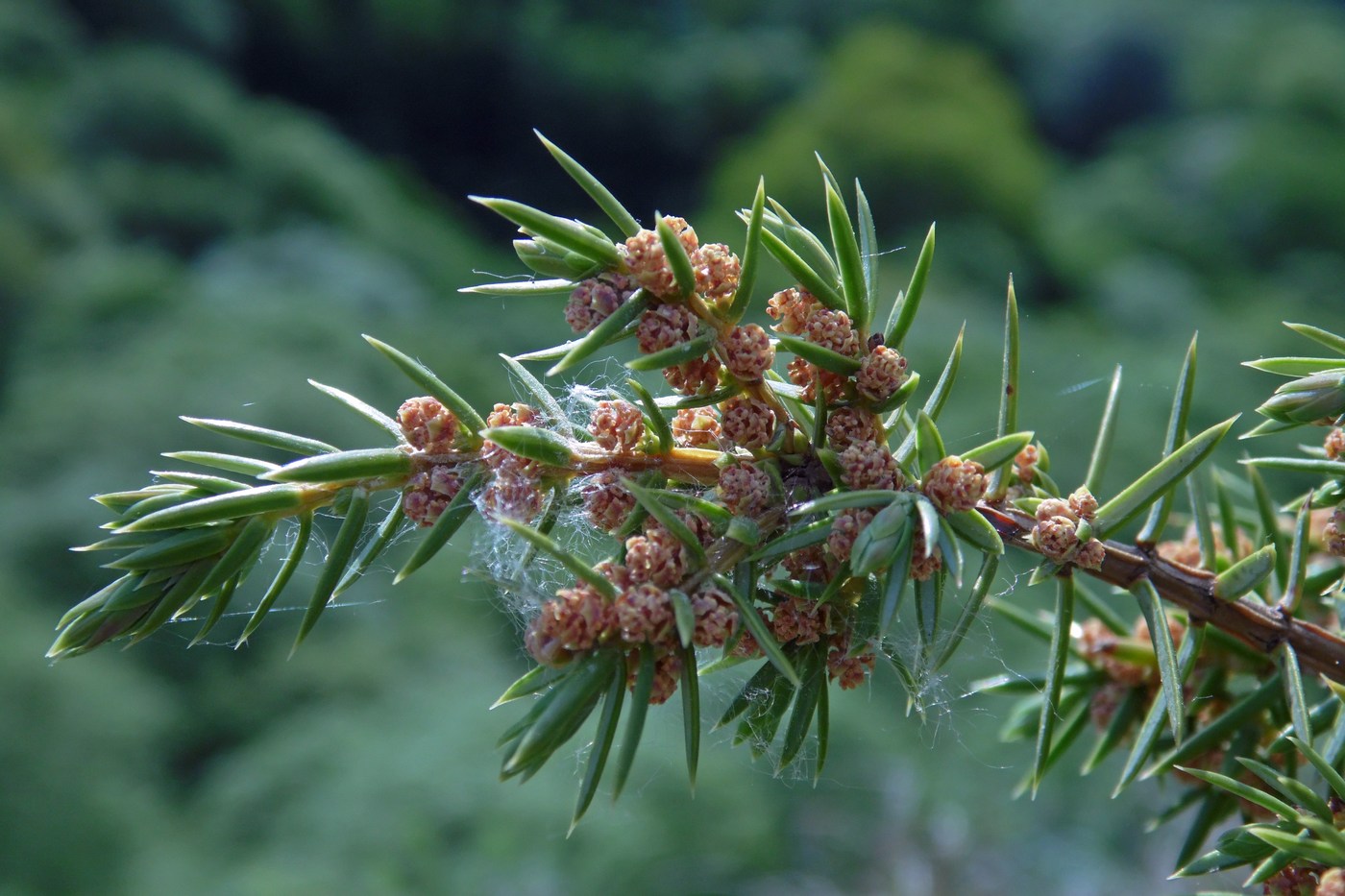 Изображение особи Juniperus hemisphaerica.