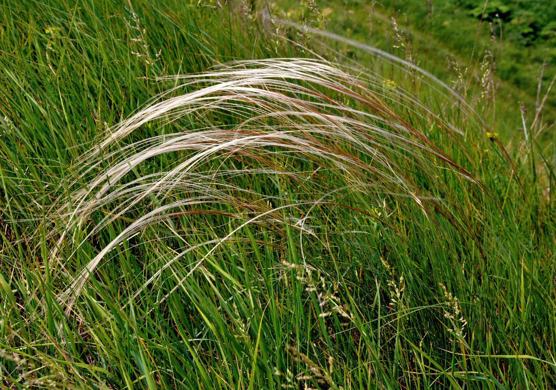 Image of genus Stipa specimen.