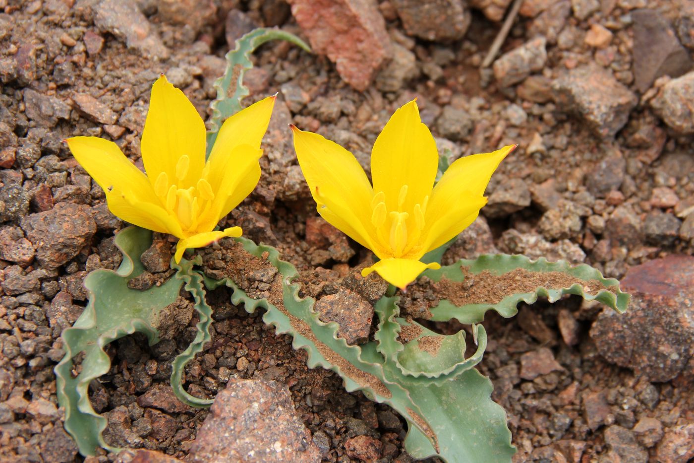 Image of Tulipa dubia specimen.