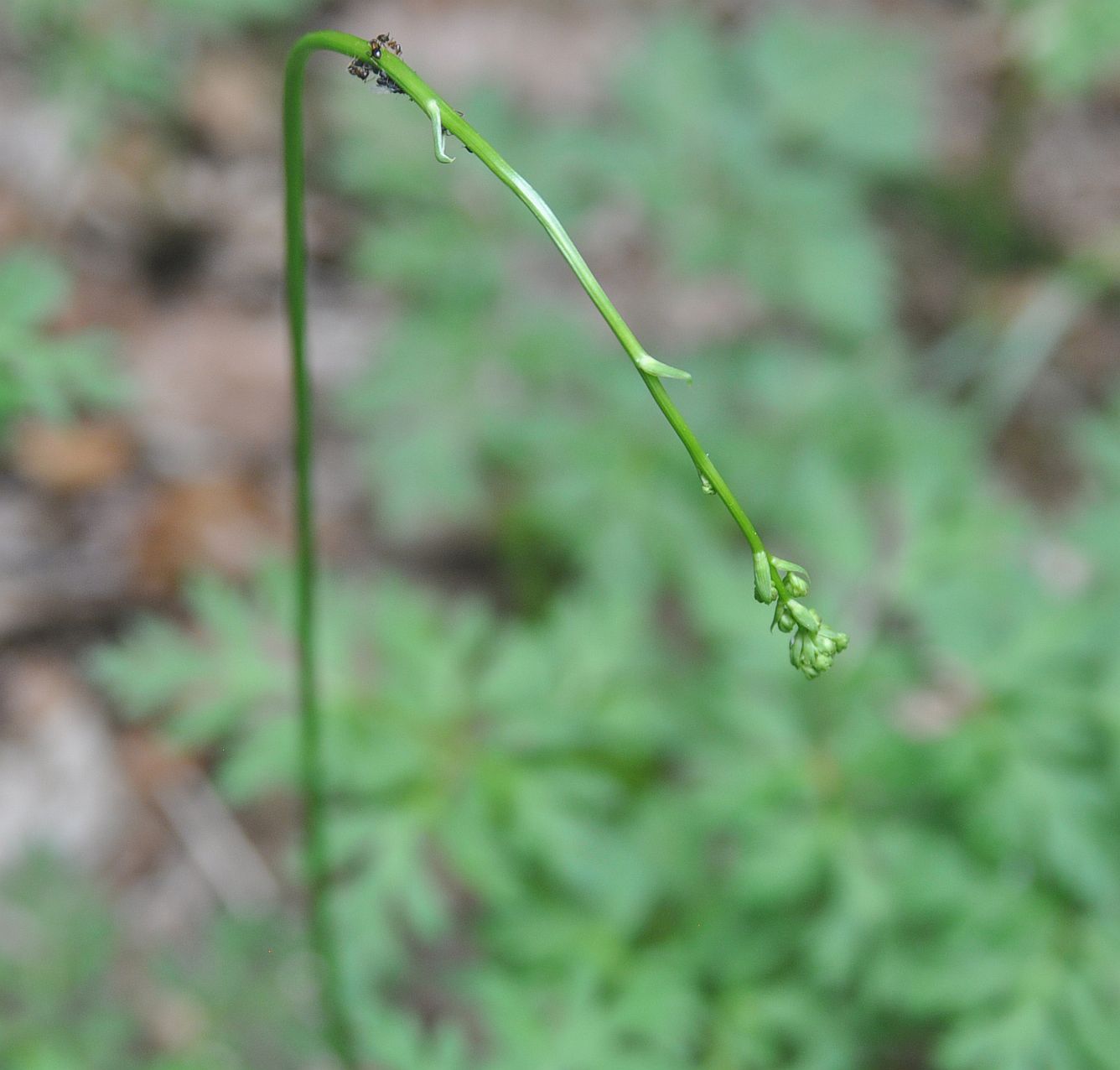 Image of Physospermum cornubiense specimen.