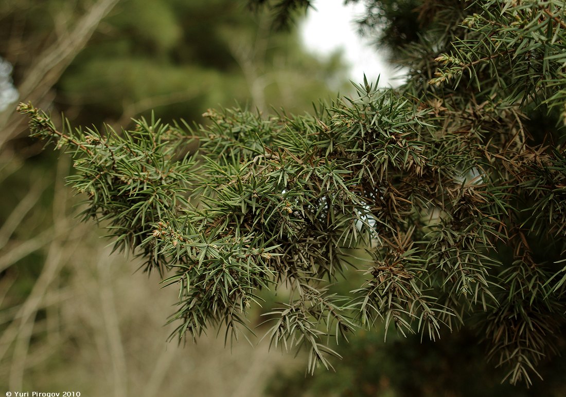 Image of Juniperus oxycedrus specimen.