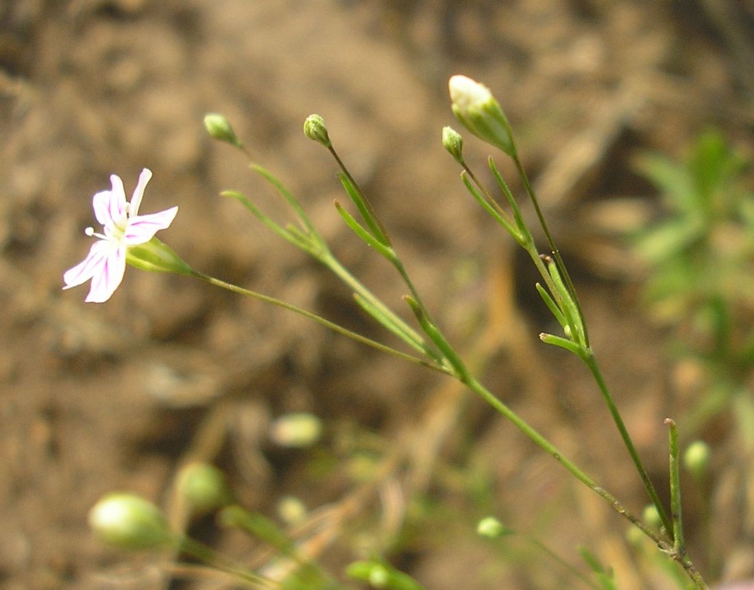 Изображение особи Psammophiliella muralis.