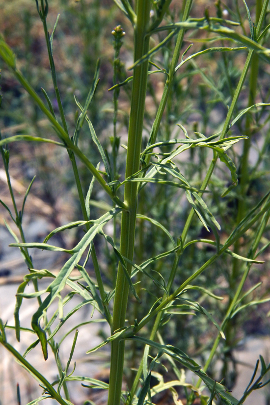 Image of Leptorhabdos parviflora specimen.