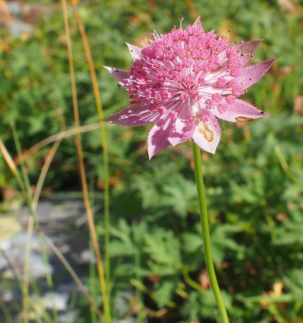 Изображение особи Astrantia maxima.