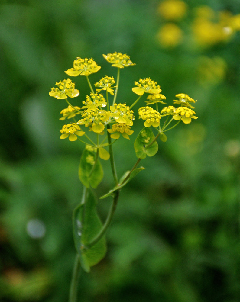 Изображение особи Bupleurum aureum ssp. porfirii.