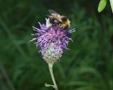 Смотреть изображение Centaurea scabiosa