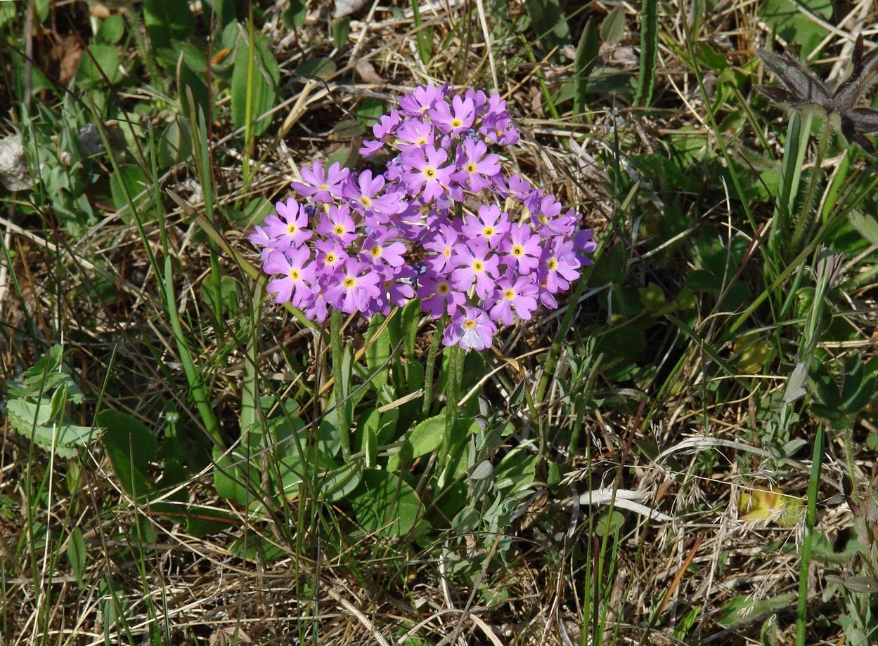 Image of Primula farinosa specimen.