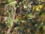 Cirsium euxinum