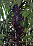 Eugeissona insignis. Часть соплодия. Малайзия, штат Саравак, национальный парк Бако; о-в Калимантан, влажный тропический лес. 09.05.2017.