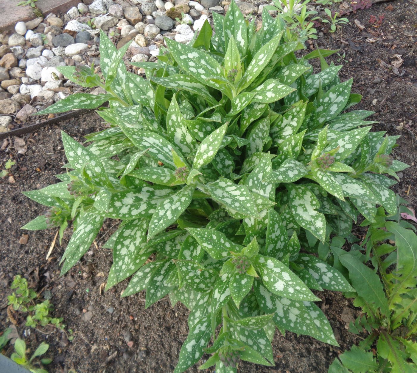 Image of genus Pulmonaria specimen.