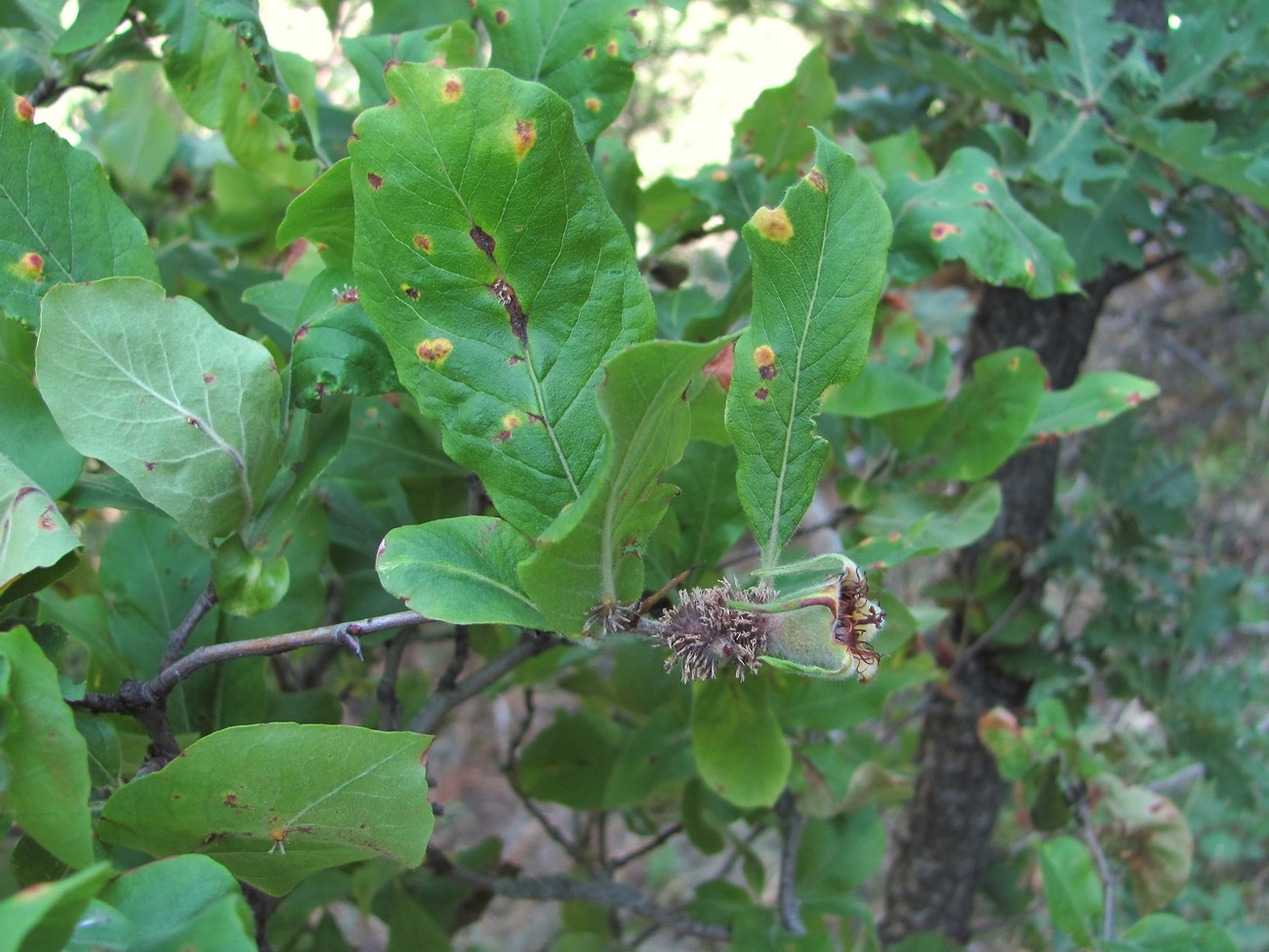 Image of Mespilus germanica specimen.