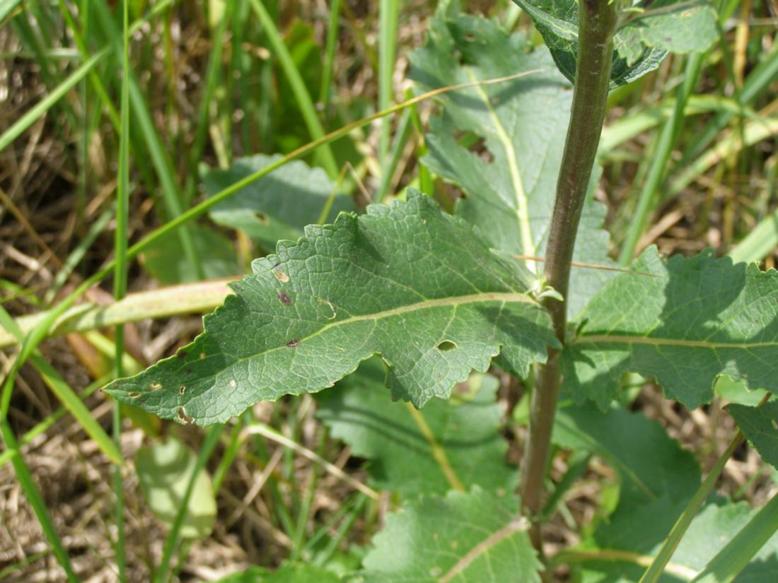 Image of Verbascum lychnitis specimen.