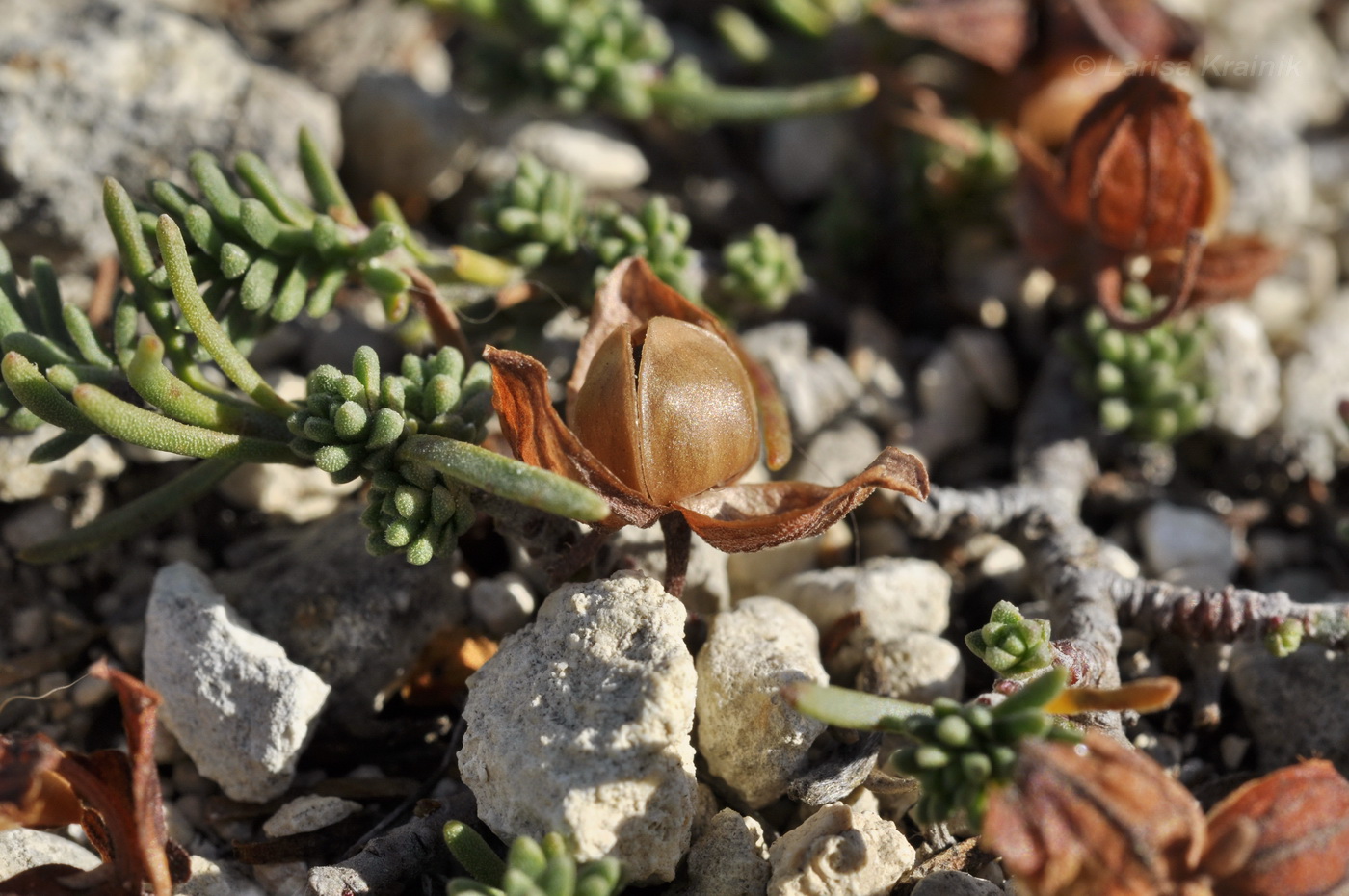 Изображение особи Fumana procumbens.