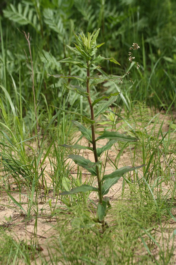 Image of Hieracium umbellatum specimen.