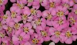 Achillea millefolium