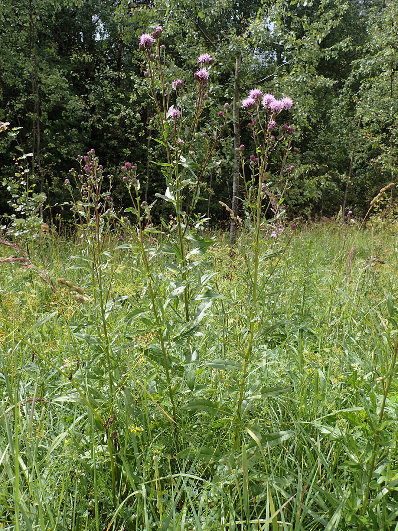 Image of Cirsium setosum specimen.