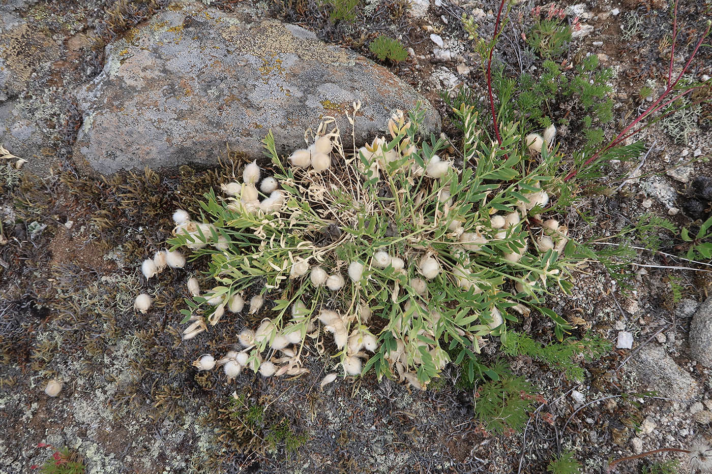 Image of Oxytropis leucotricha specimen.