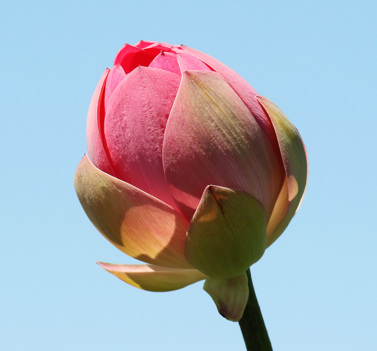 Image of Nelumbo caspica specimen.