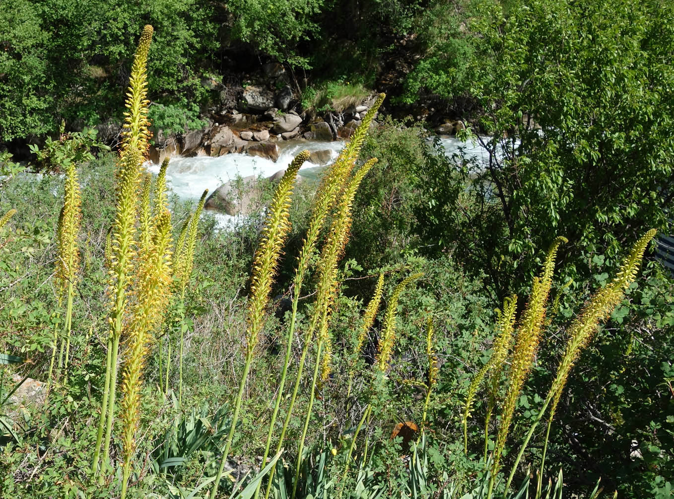 Изображение особи Eremurus fuscus.