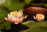 Nymphaea &times; marliacea