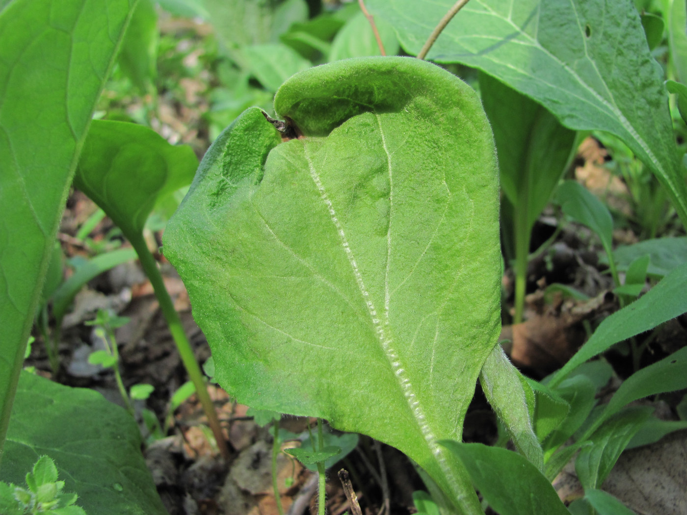 Image of Solenanthus biebersteinii specimen.