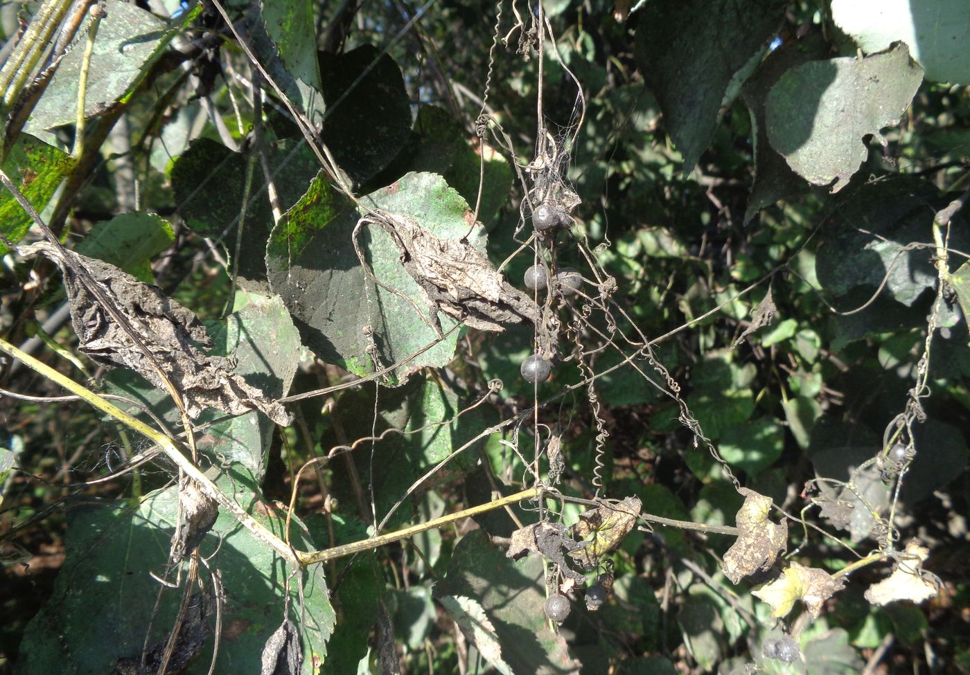 Image of Bryonia alba specimen.