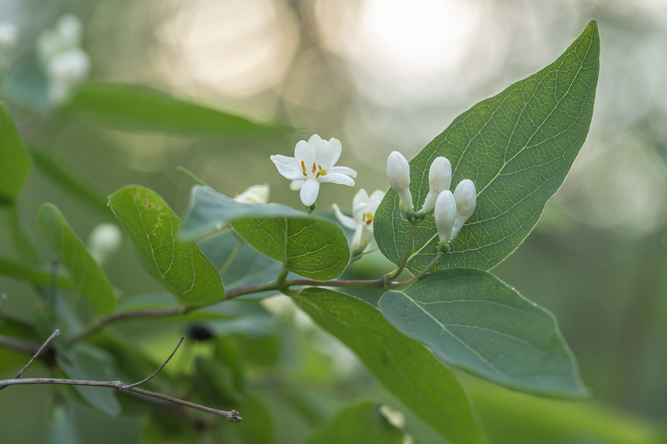 Изображение особи Lonicera tatarica.