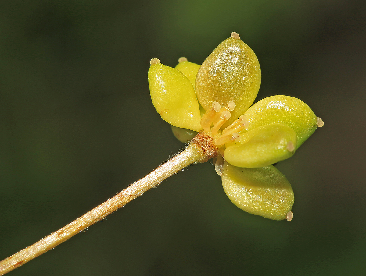 Image of Arsenjevia glabrata specimen.