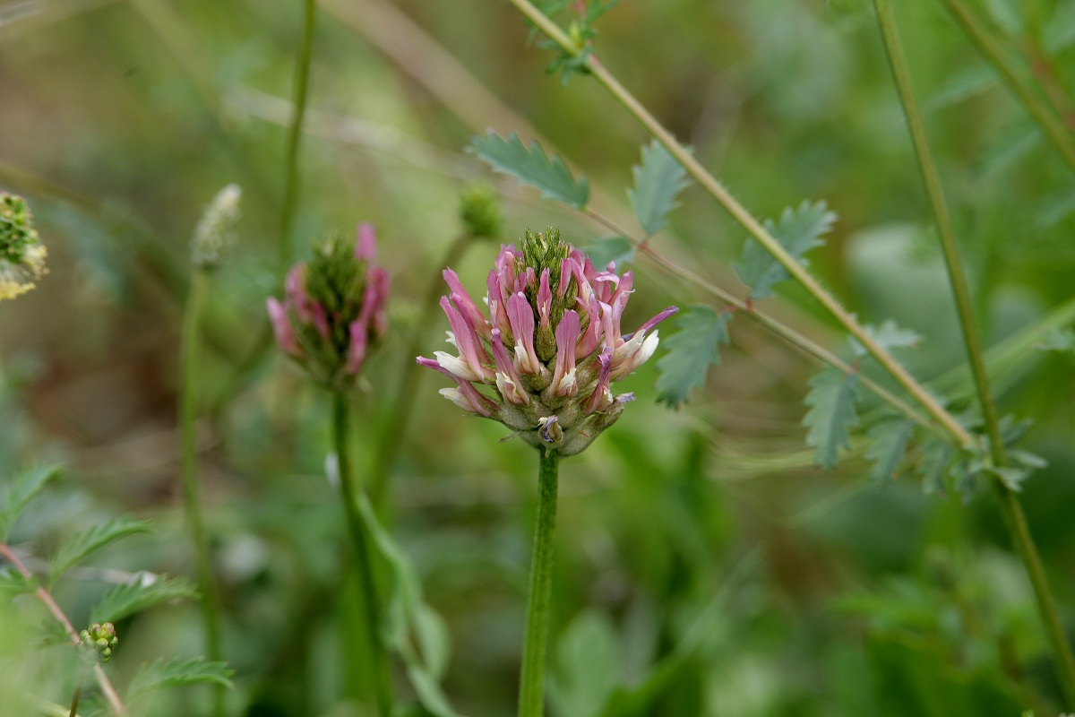 Изображение особи Astragalus platyphyllus.