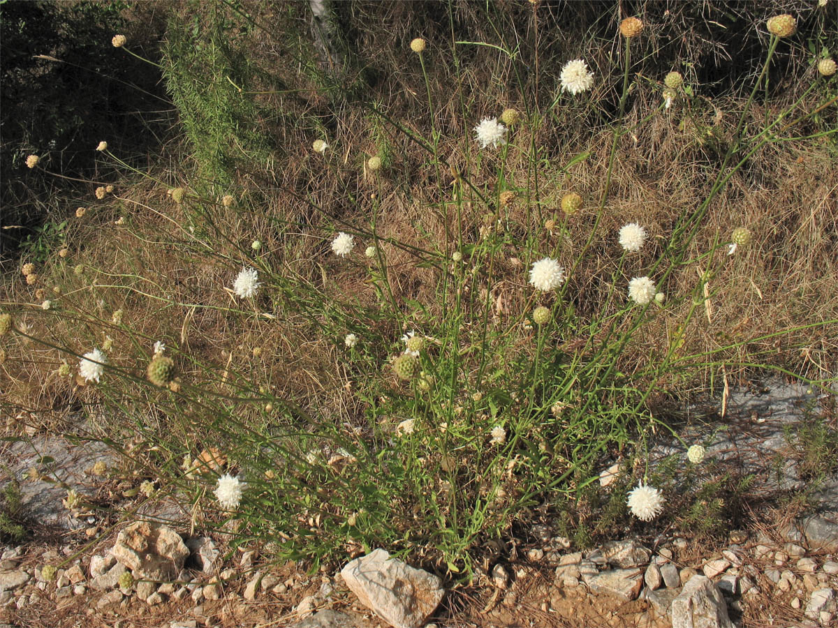 Image of Cephalaria leucantha specimen.