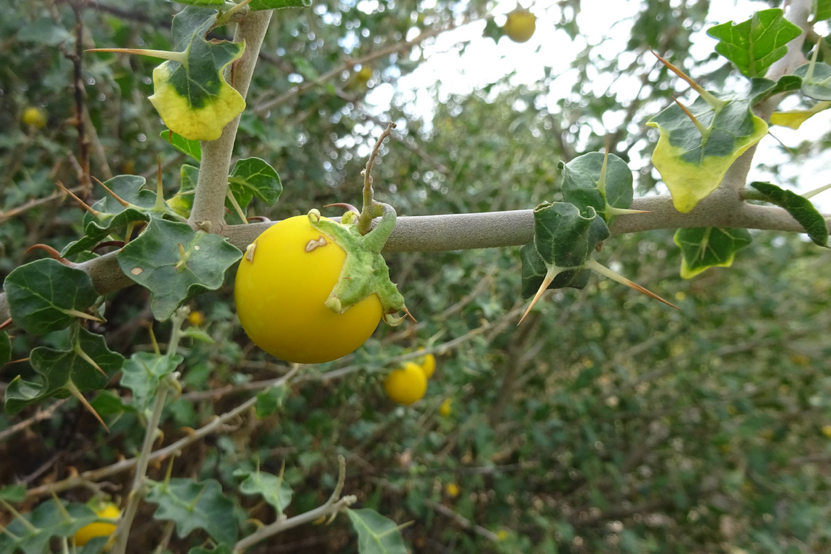 Image of Solanum arundo specimen.