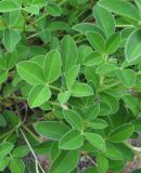 Trifolium medium