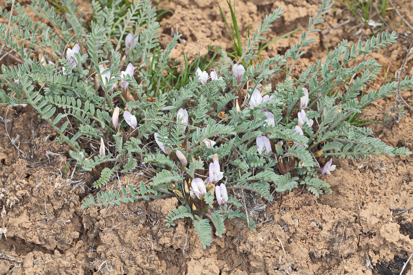 Изображение особи Astragalus testiculatus.