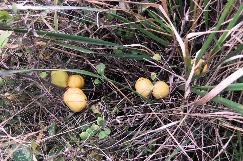 Image of Chaenomeles japonica specimen.