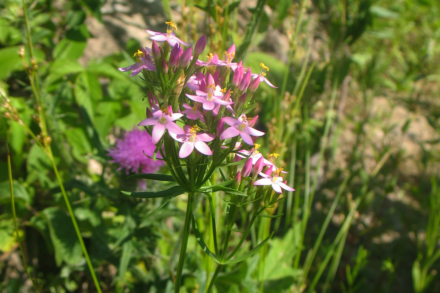 Изображение особи Centaurium erythraea.