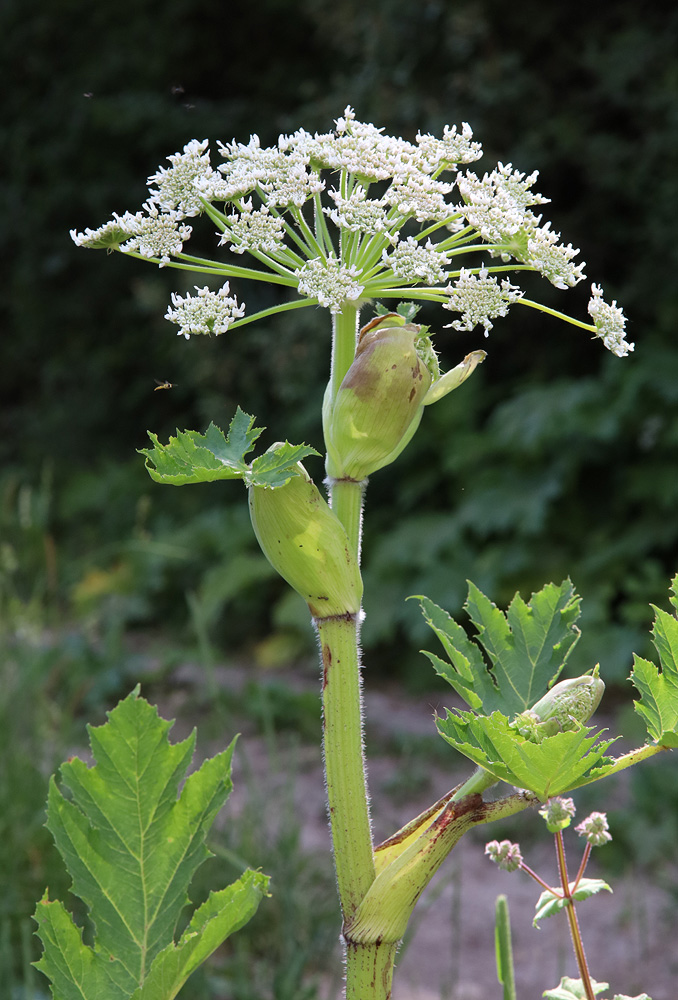 Image of Heracleum sosnowskyi specimen.