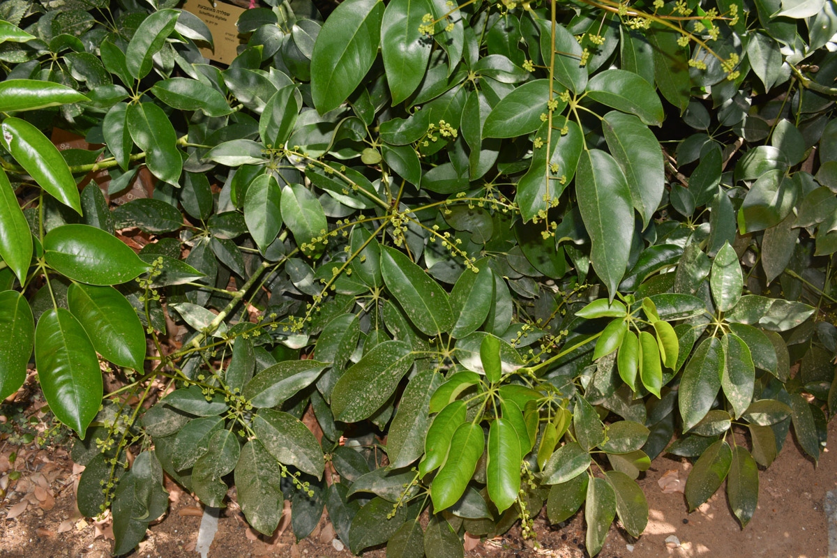 Image of Schefflera digitata specimen.