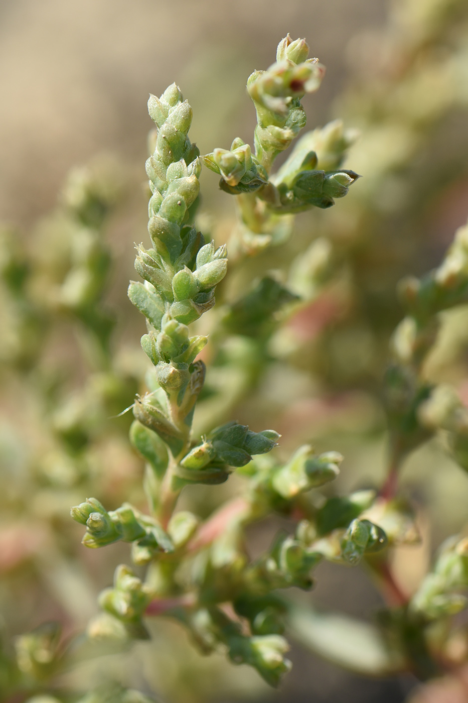 Image of Petrosimonia oppositifolia specimen.