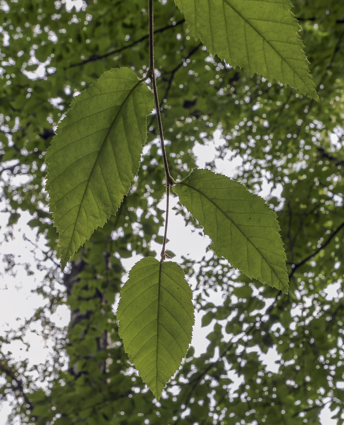 Изображение особи Betula alleghaniensis.