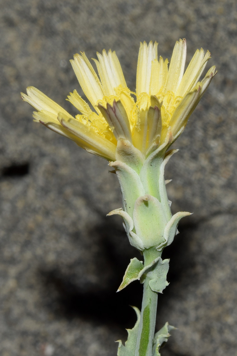 Image of Rhabdotheca korovinii specimen.