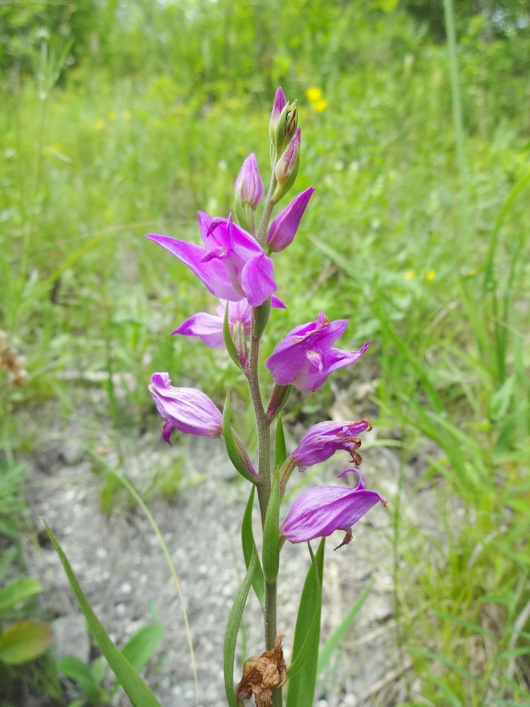 Image of Cephalanthera rubra specimen.