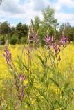 Astragalus varius