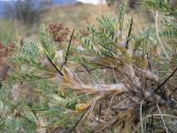 Astragalus bactrianus. Ветви с соцветиями. Узбекистан, хребет Нуратау, Нуратинский заповедник, урочище Хаятсай, около 1400 м н.у.м. 14.07.2006.