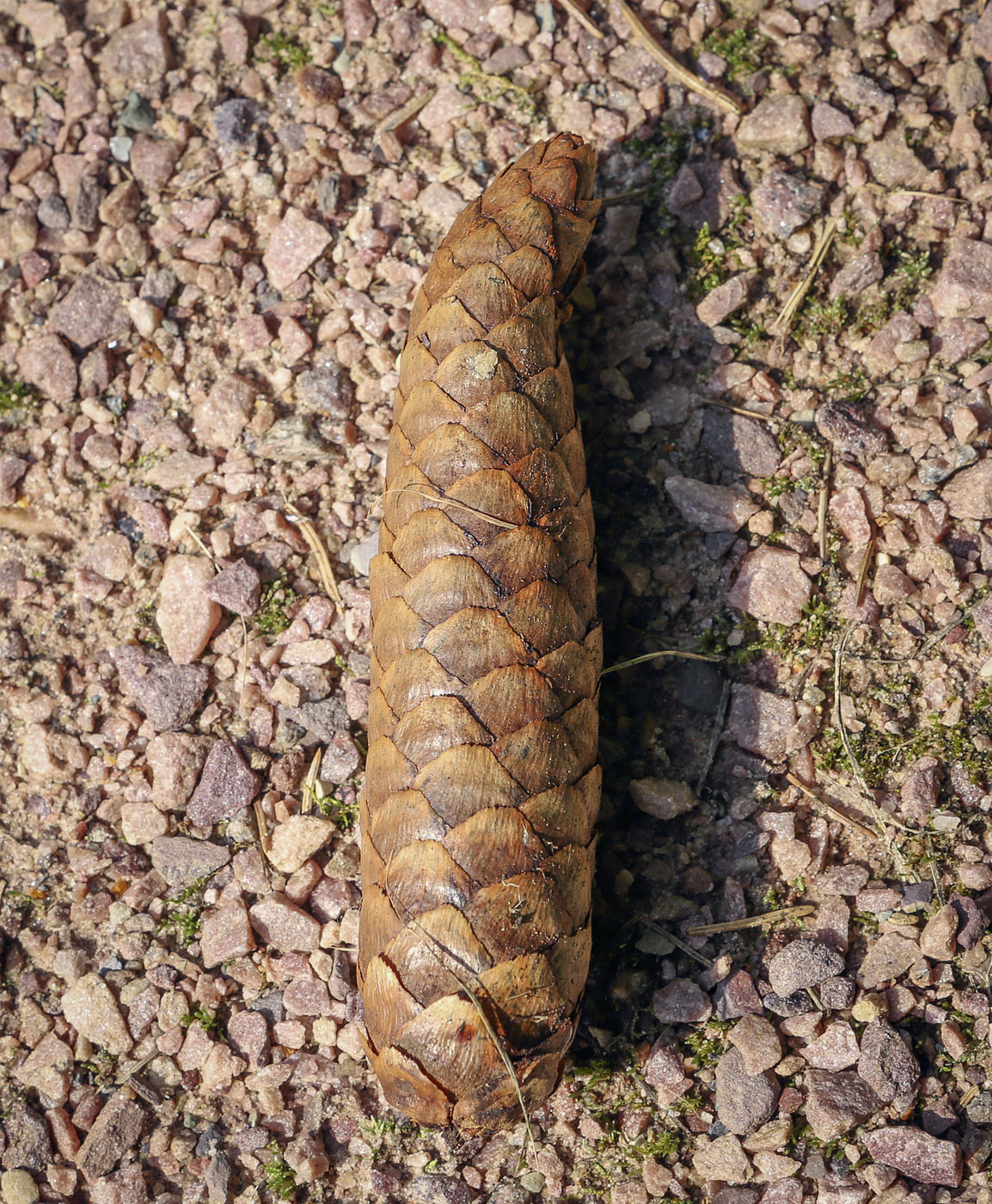 Image of genus Picea specimen.