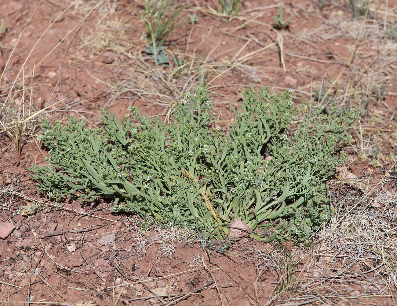 Image of genus Thesium specimen.